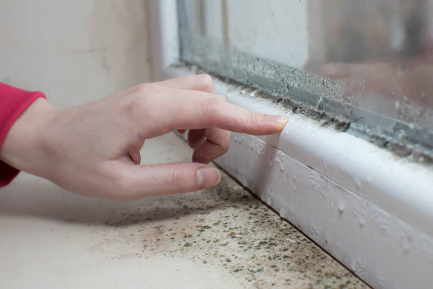 Mold Documentation for Insurance Claims in Lake Lorraine, FL