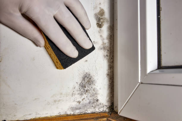 Best Environmental Consulting for Mold Prevention  in Lake Lorraine, FL