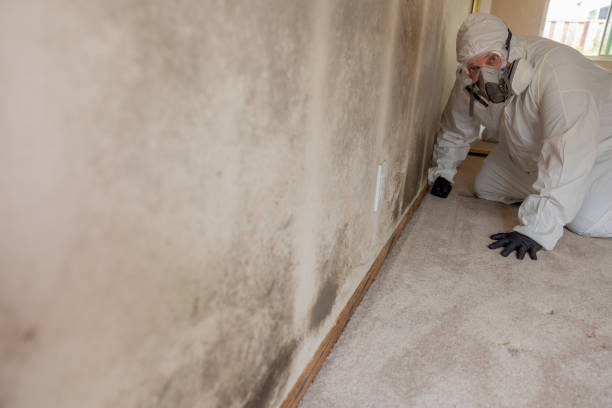 Lake Lorraine, FL Mold Removal Company